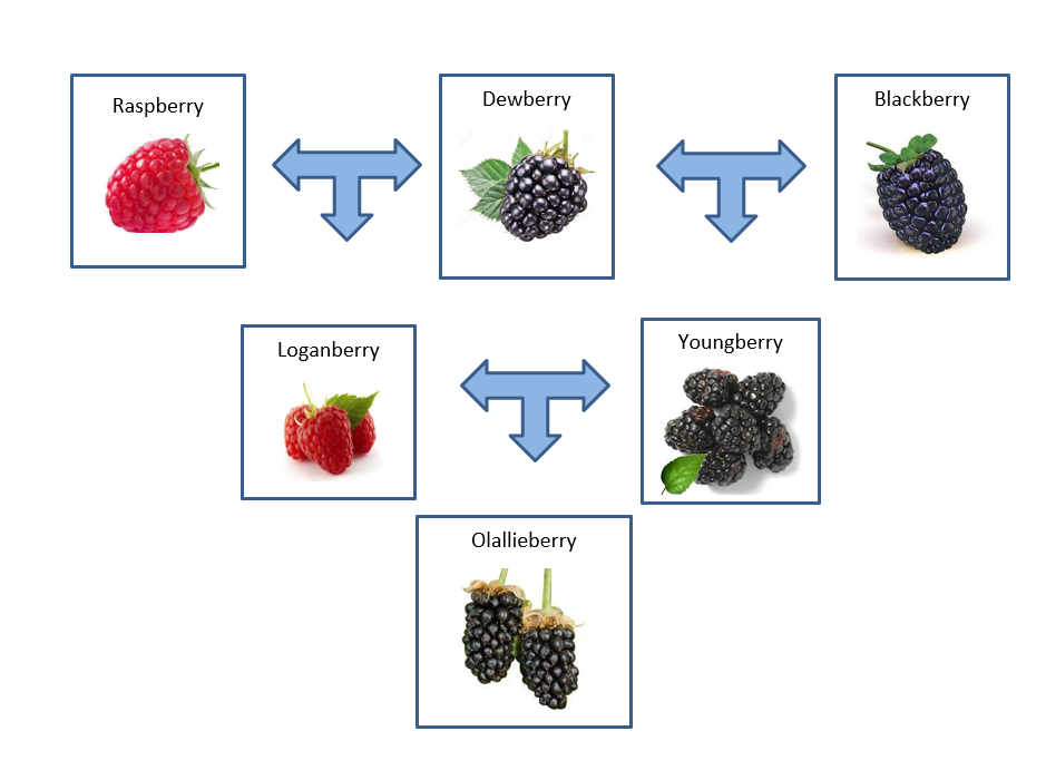 Our Amazing Student Made Products Food Science & Nutrition Cal Poly